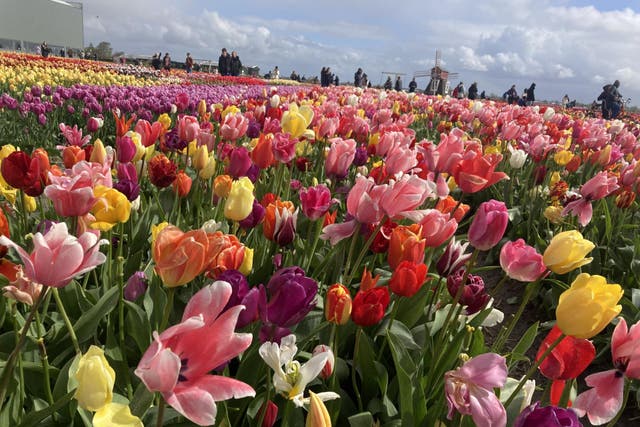 <p>Tulip fields in full bloom in Lisse, just outside Amsterdam</p>
