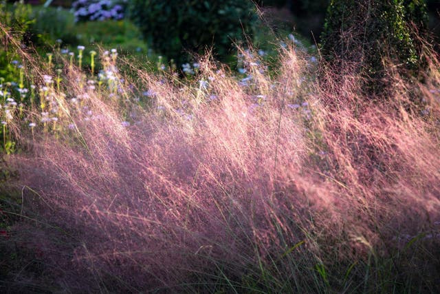 Gardening-Colorful Foliage