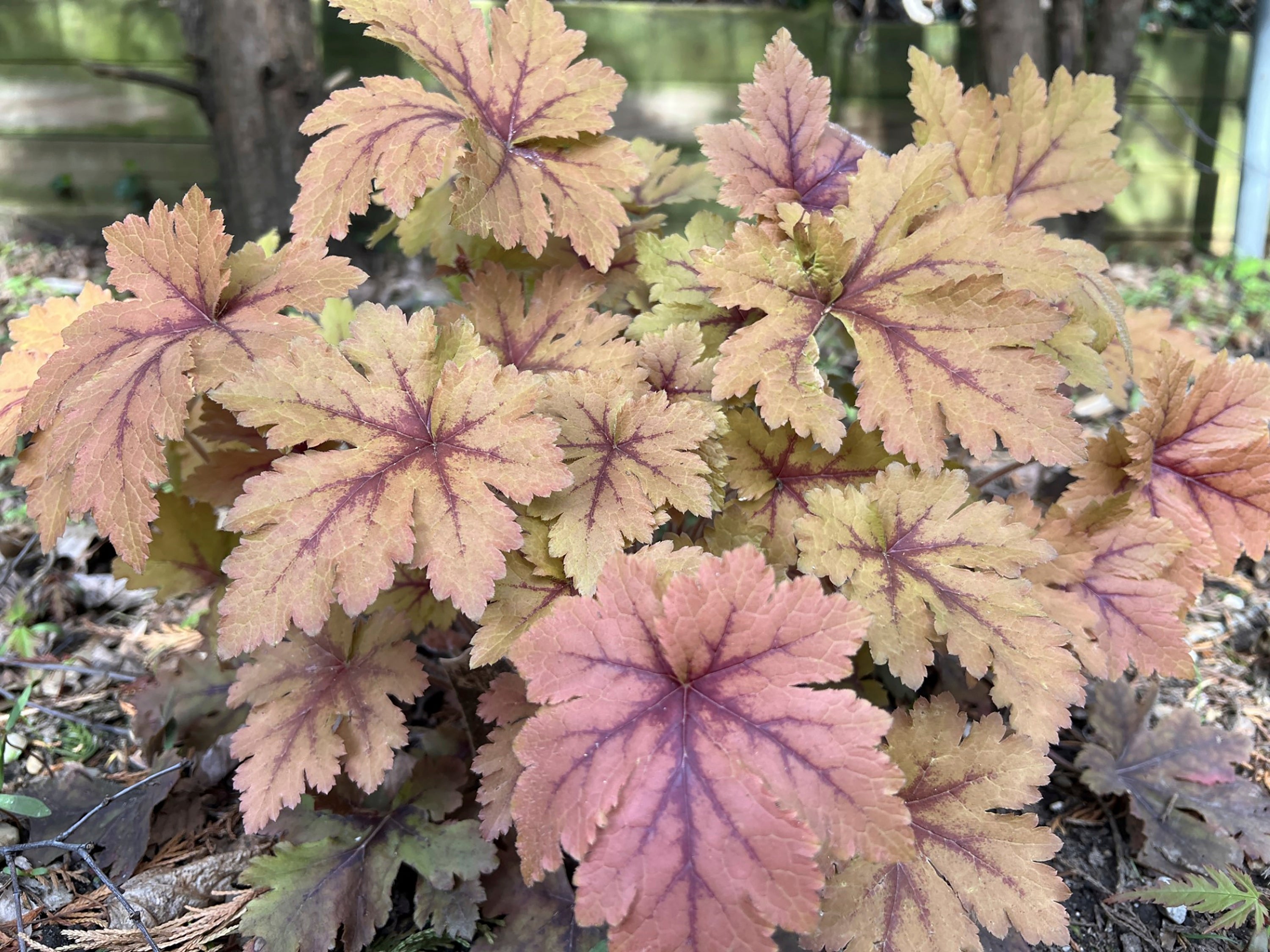 Gardening-Colorful Foliage