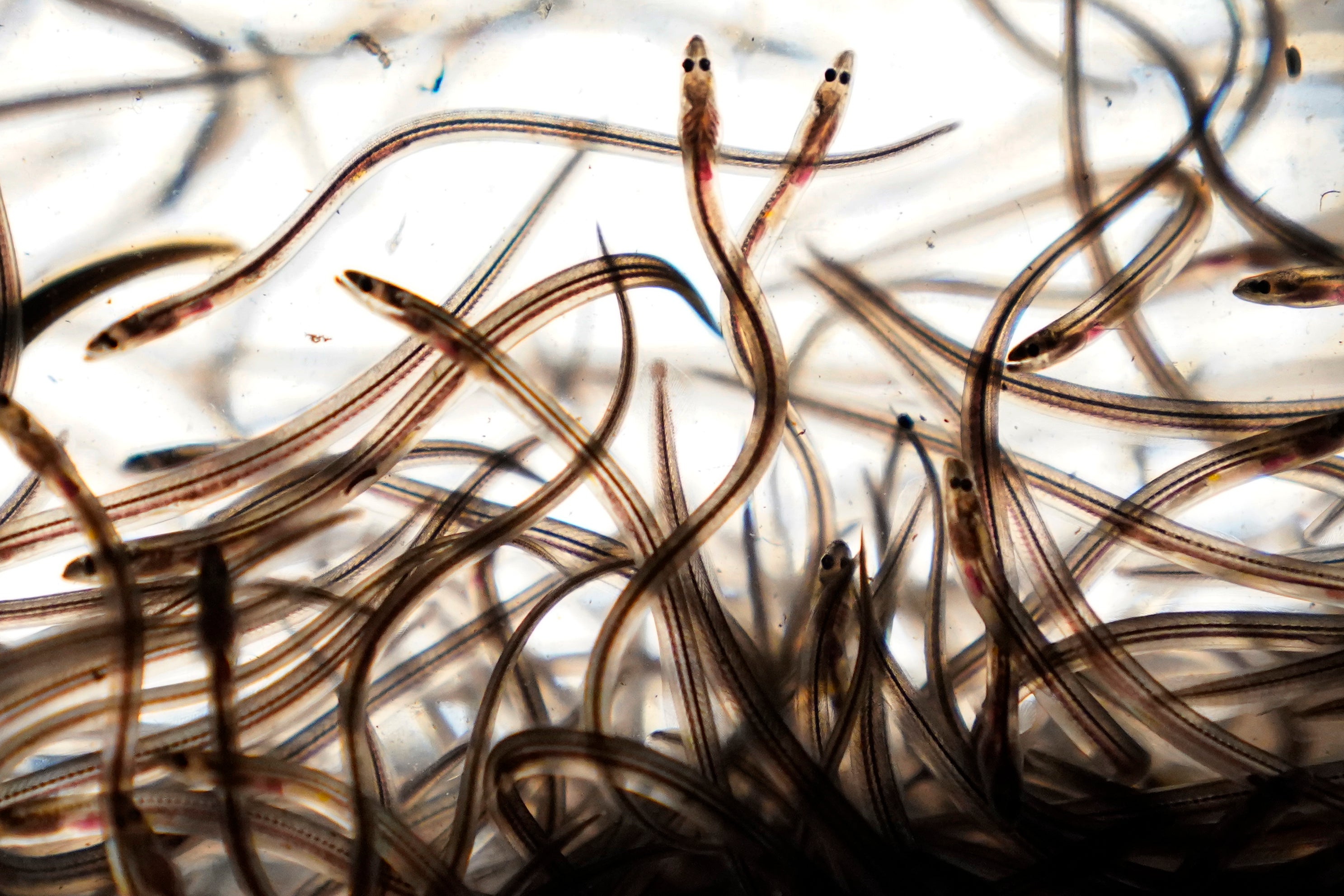 Baby Eel Fishing