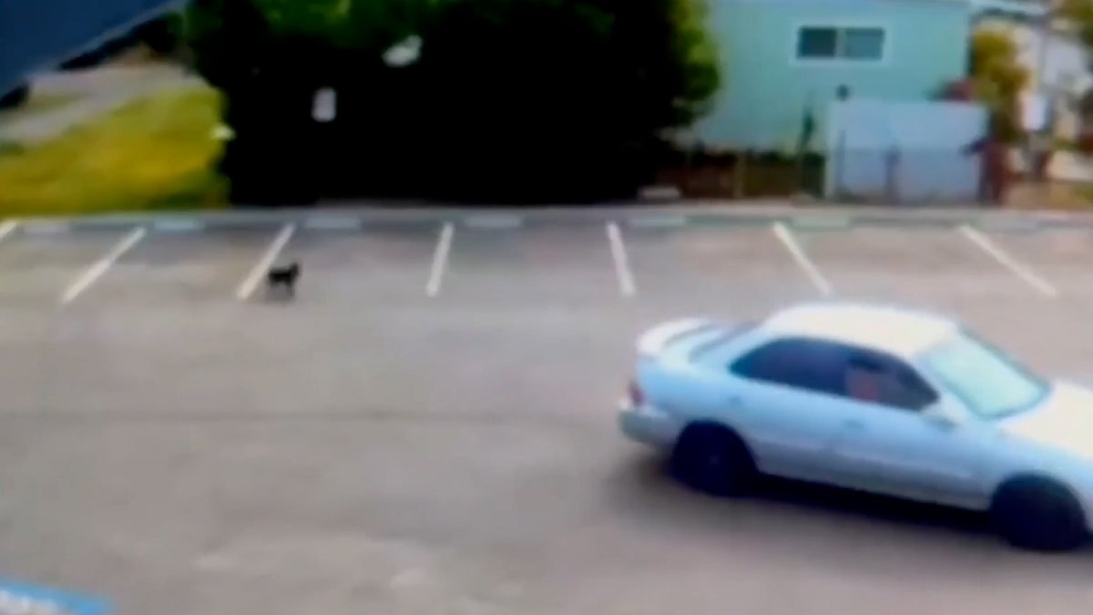 Heartbreaking video shows abandoned puppy chasing owners’ car after being dumped