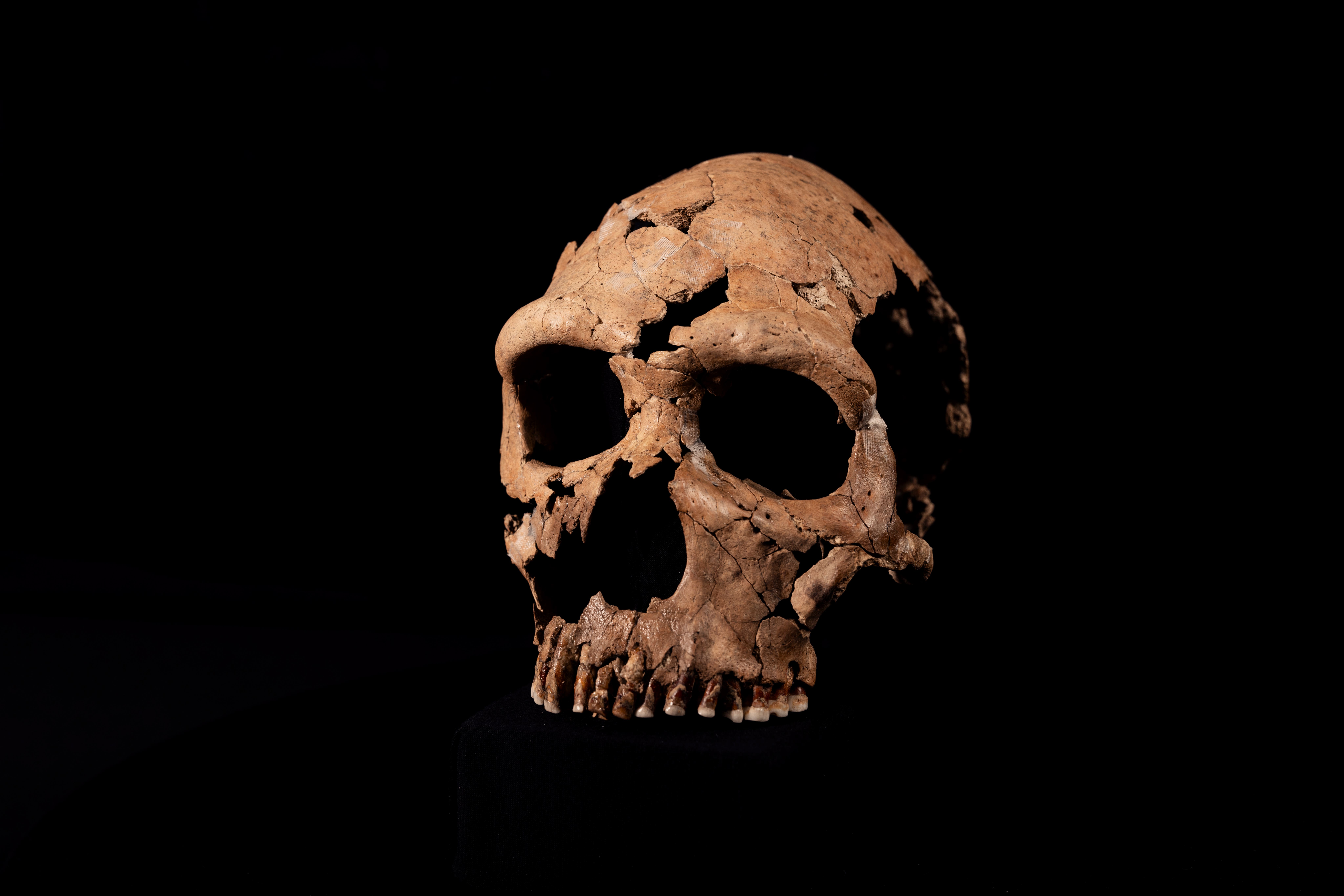 The skull of Shanidar Z, which has been reconstructed in the lab at the University of Cambridge (BBC Studios/Jamie Simonds)