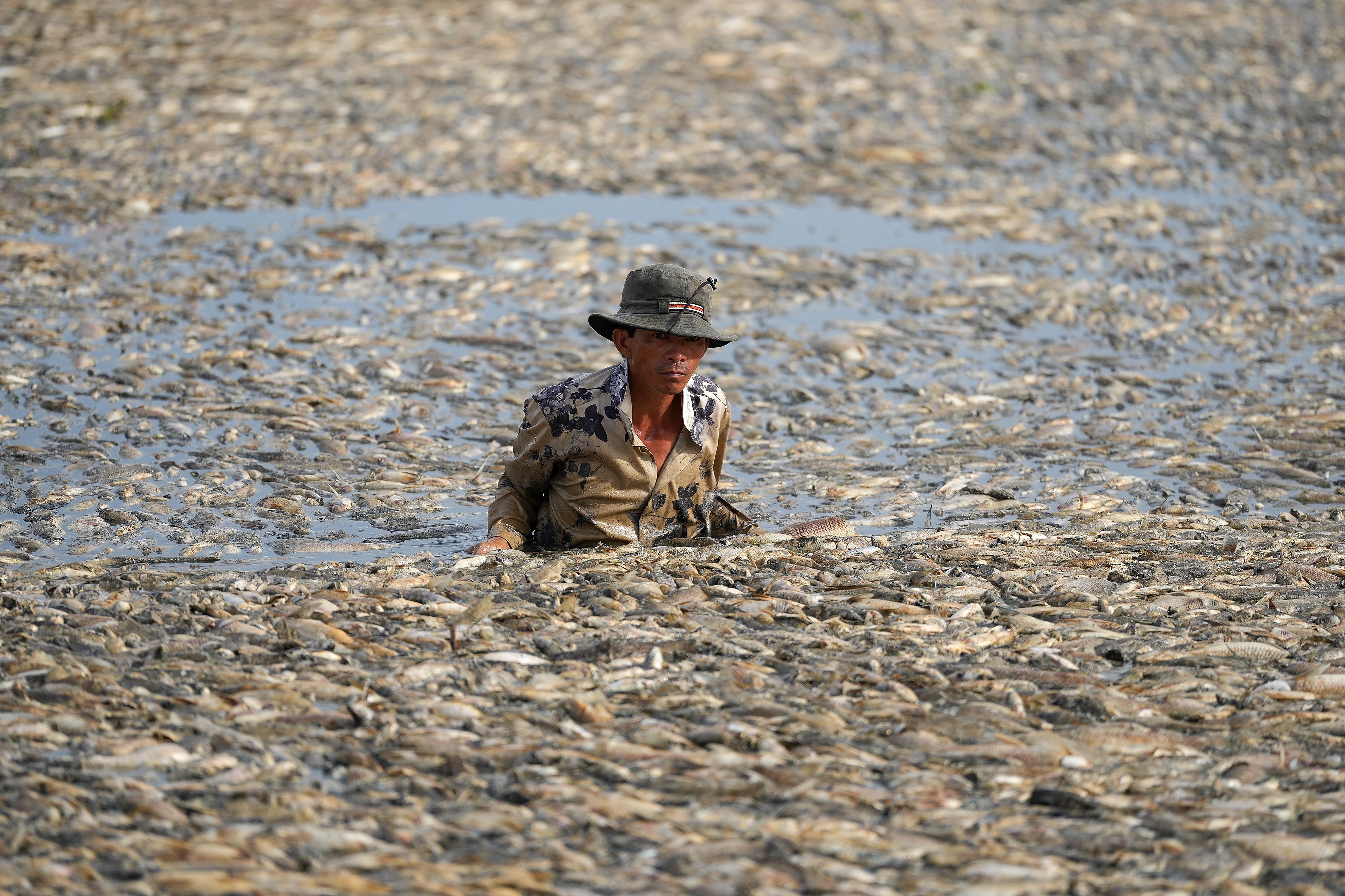 A fisherman collects dead fish caused by renovation works and the ongoing hot weather conditions from a reservoir in southern Vietnam’s Dong Nai province