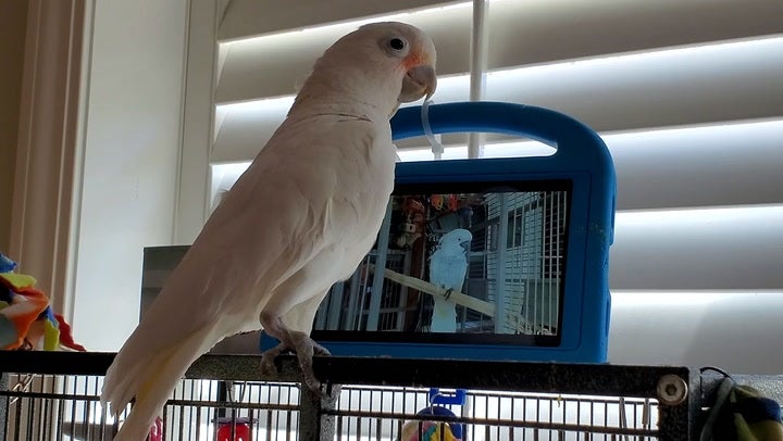 <p>Pet parrots taught to make video calls on Facebook Messenger.</p>