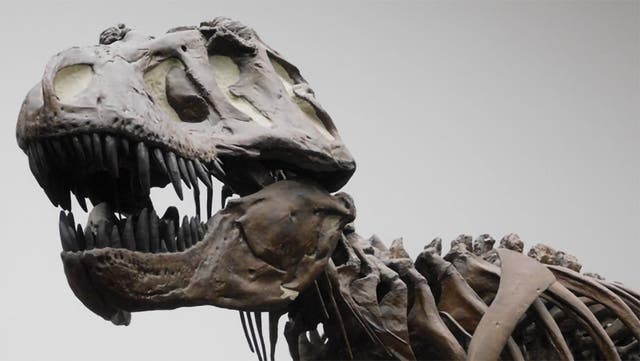 <p>Image of a <em>T rex </em>skeletal cast at Senckenberg Museum Frankfurt, Germany</p>