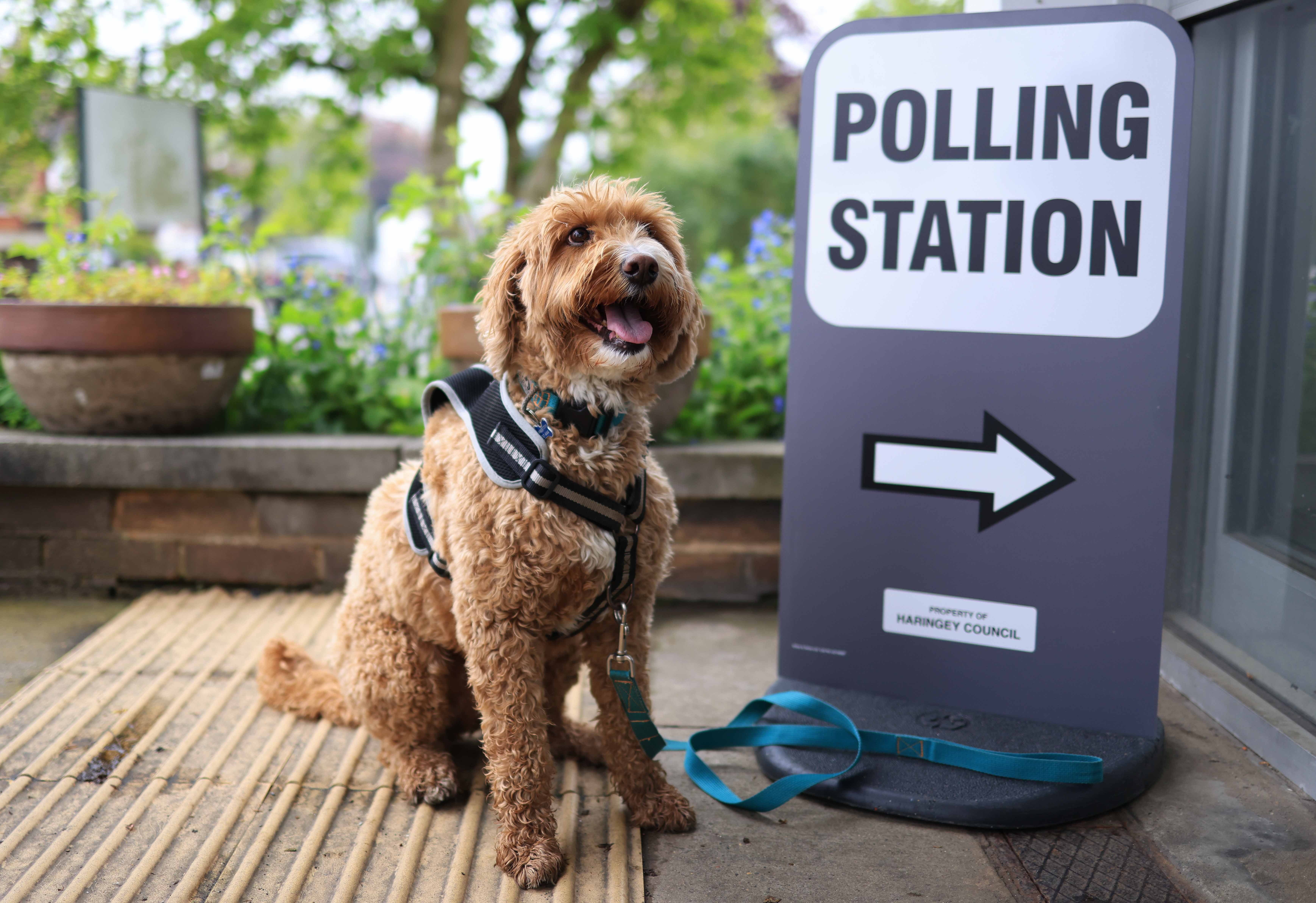 Enzo the dog, who voted in London on Thursday, things the local election results will be a treat