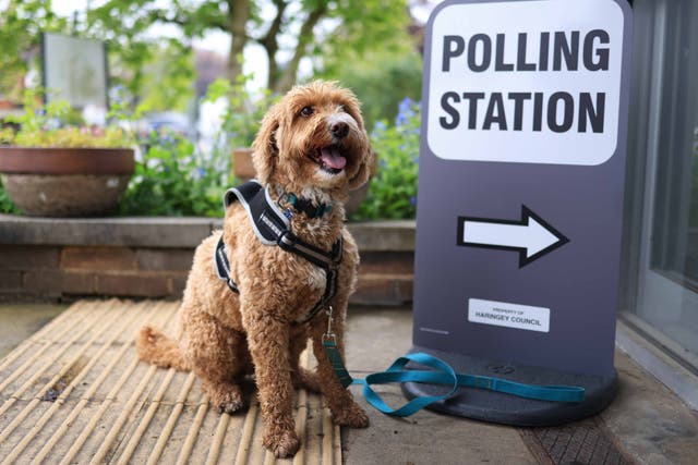 <p>Enzo the dog, who voted in London on Thursday, thinks the local election results will be a treat</p>