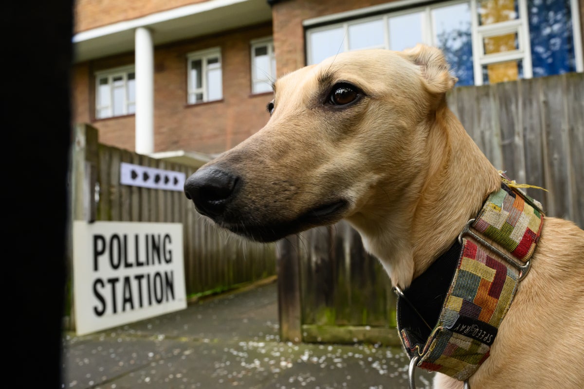 Местные выборы-2024: На избирательных участках замечены лучшие собаки