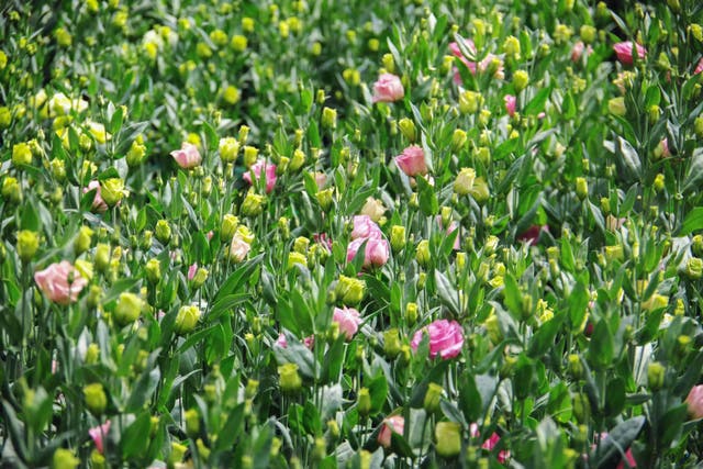 Lord Howarth said he believed prices for flowers such as lisianthus will increase (Alamy/PA)