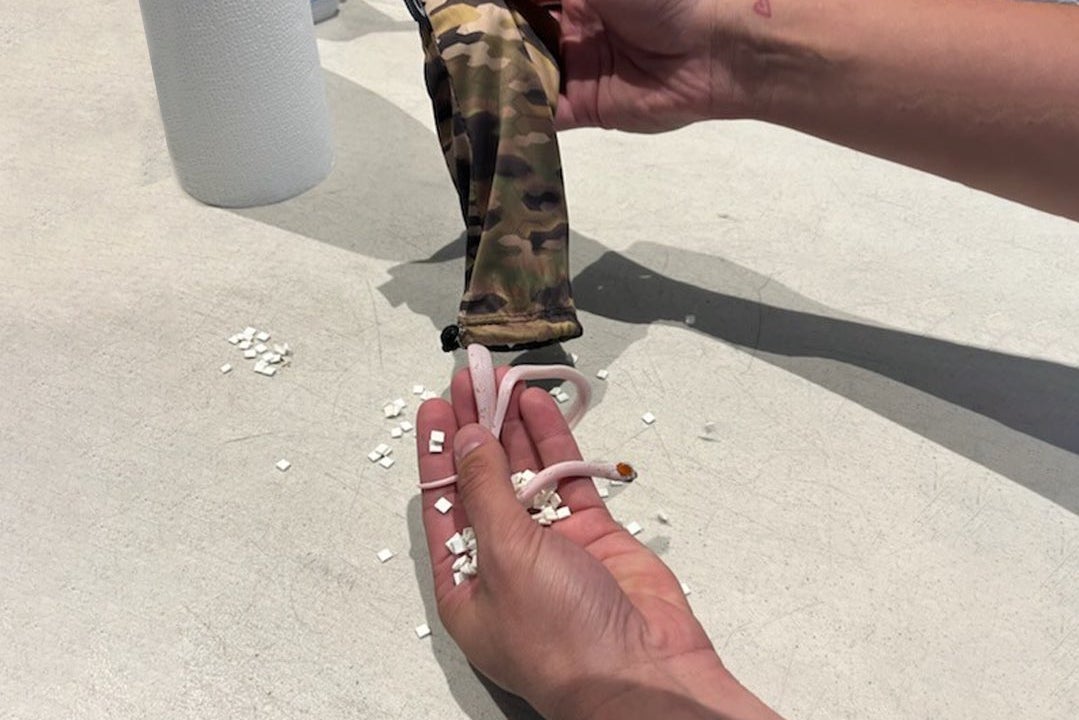 Two small, pink snakes were retrieved from a camouflage bag that was hidden down the passengers trousers at Miami International Airport, and turned over to the Florida Fish and Wildlife Conservation Commission