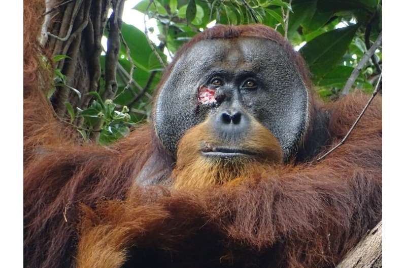 orangutan, medicine, plant, animal, injuries, orangutan seen treating wound with traditional medicine in first for wild animals