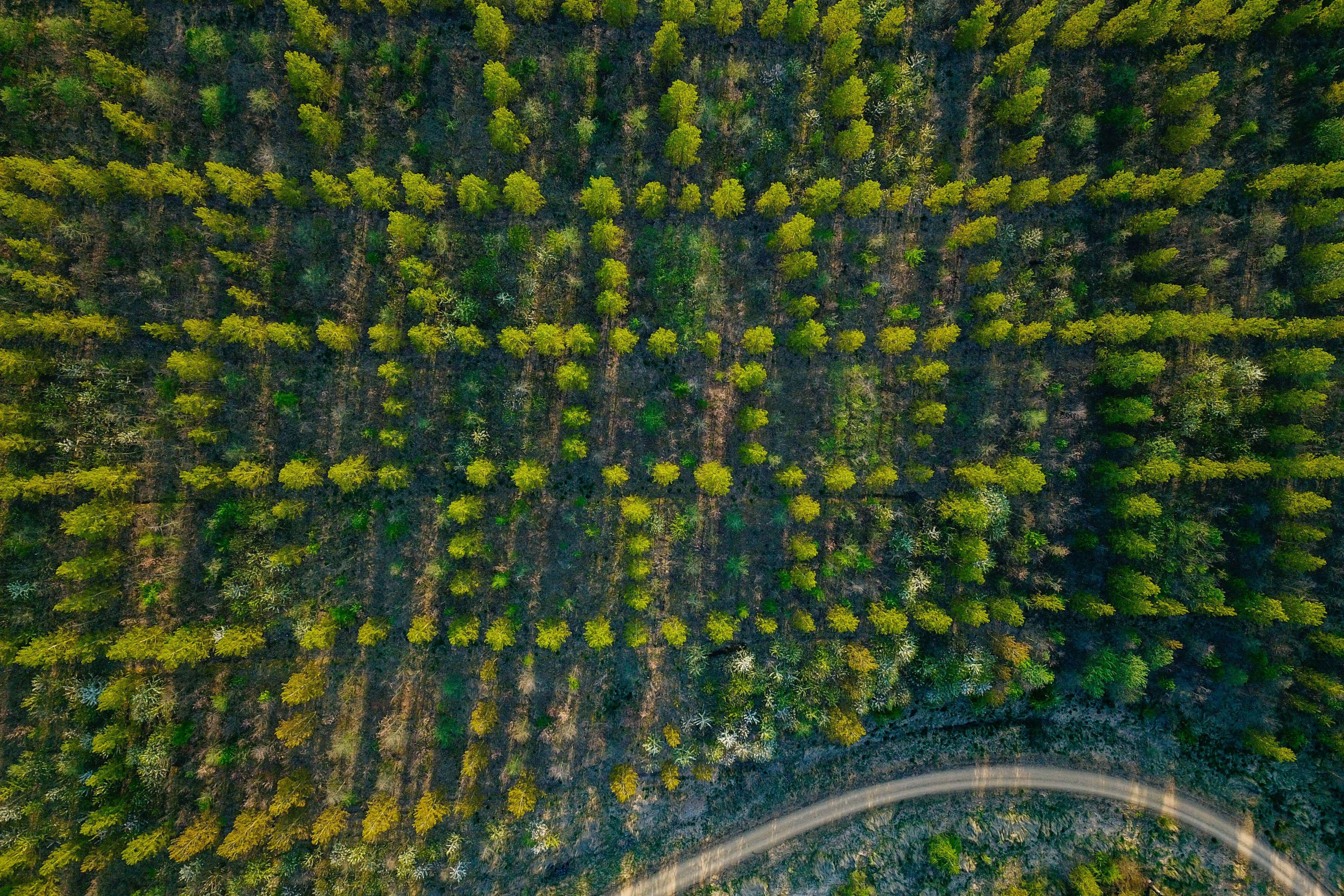 Afforestation after industrial use (Alamy/PA)