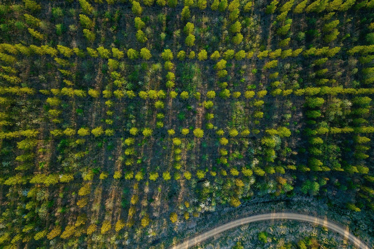 Countries’ carbon removal plans not enough for 1.5C warming limit, study warns