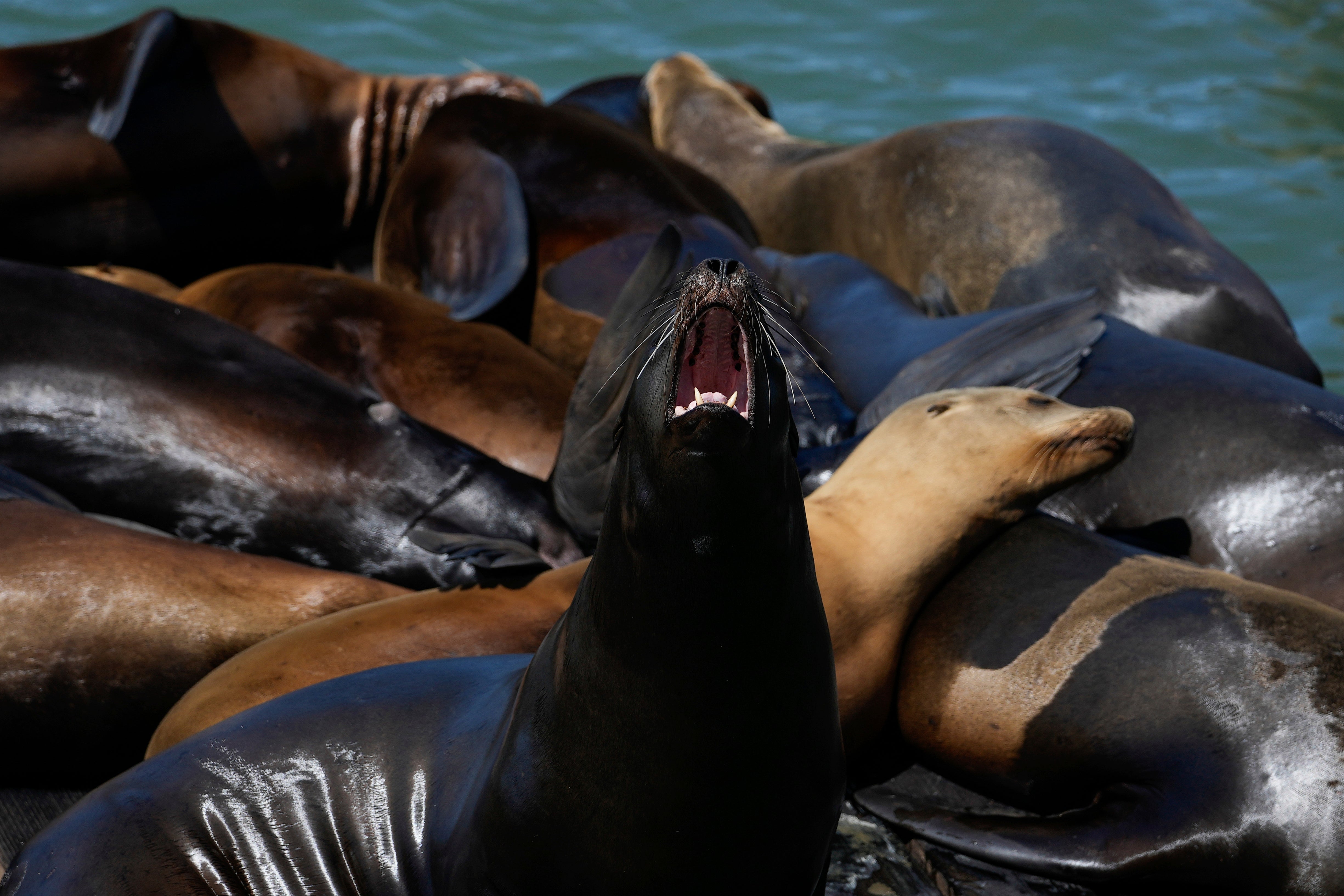 Sea Lion Surge