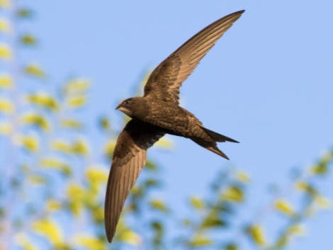 The Tories are said to have vetoed a popular campaign to change the law to create homes for swifts