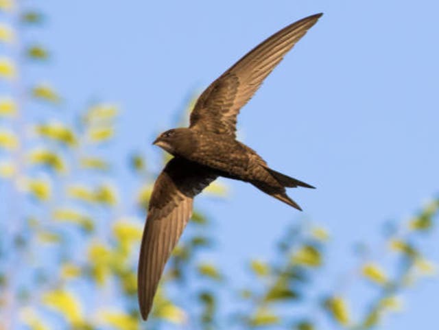 <p> The Tories are said to have vetoed a popular campaign to change the law to create homes for swifts</p>