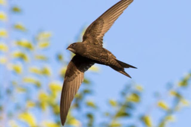 <p> The Tories are said to have vetoed a popular campaign to change the law to create homes for swifts</p>