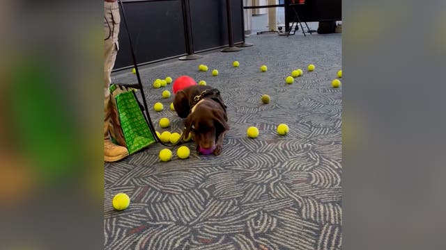 <p> Airport’s explosive detection dog showered with tennis balls at retirement</p>