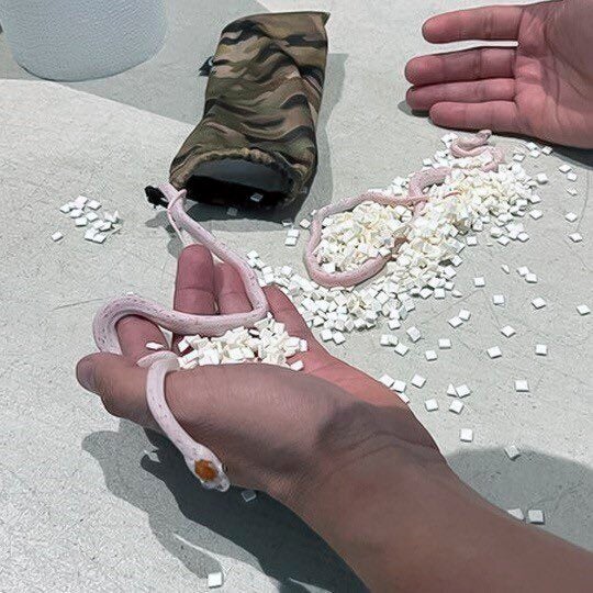 ODD--Snakes Almost On Plane