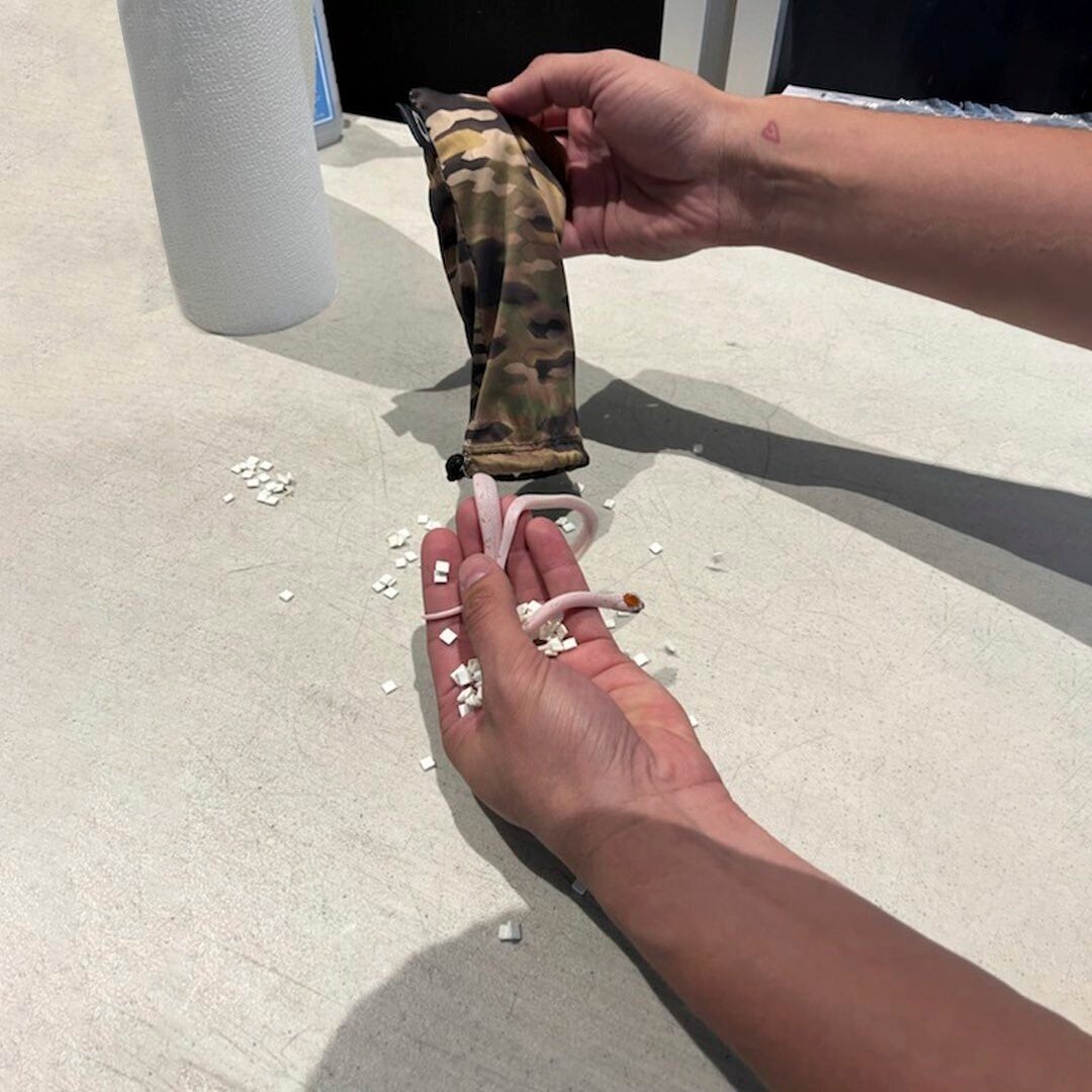 ODD--Snakes Almost On Plane