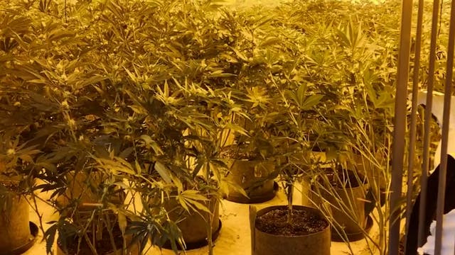 <p>Moment police uncover £150k cannabis farm hidden in Doncaster</p>