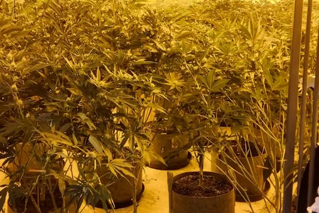 <p>Moment police uncover £150k cannabis farm hidden in Doncaster</p>