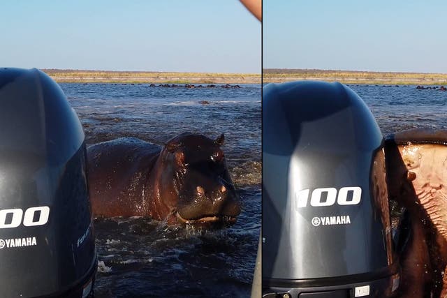 <p>Charging hippo bites tourist boat’s rear motor in furious chase</p>