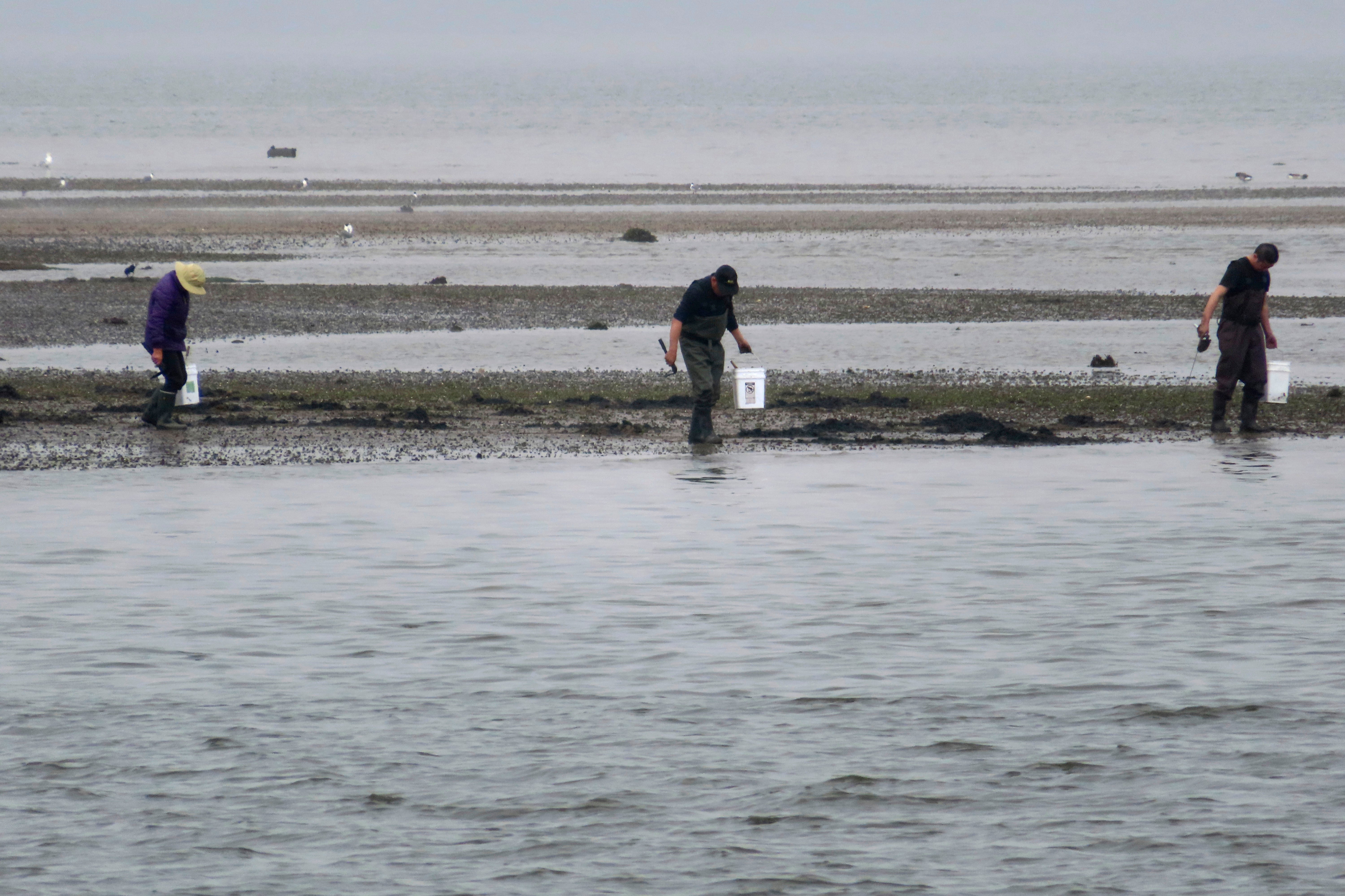 Natural Gas Transport Projects