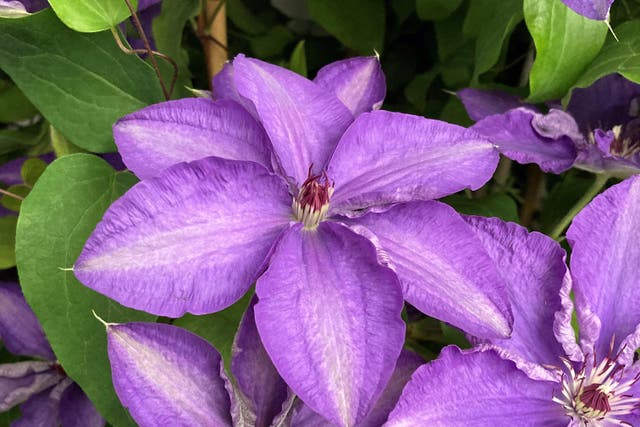 Clematis ‘Lindsay’ is perfect for growing in a pot (Hannah Stephenson/PA)