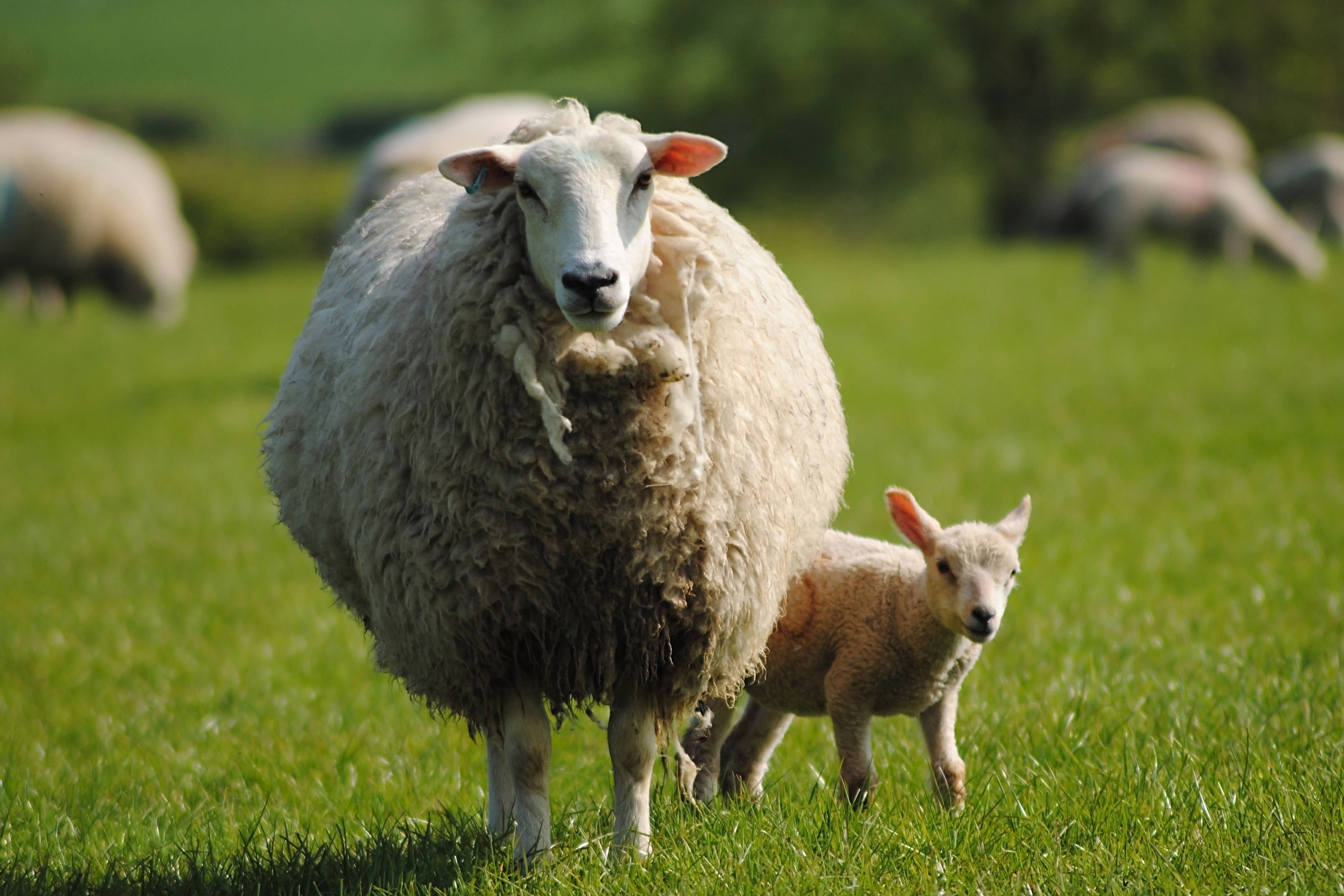 Bluetongue affects livestock including sheep (Alamy/PA)