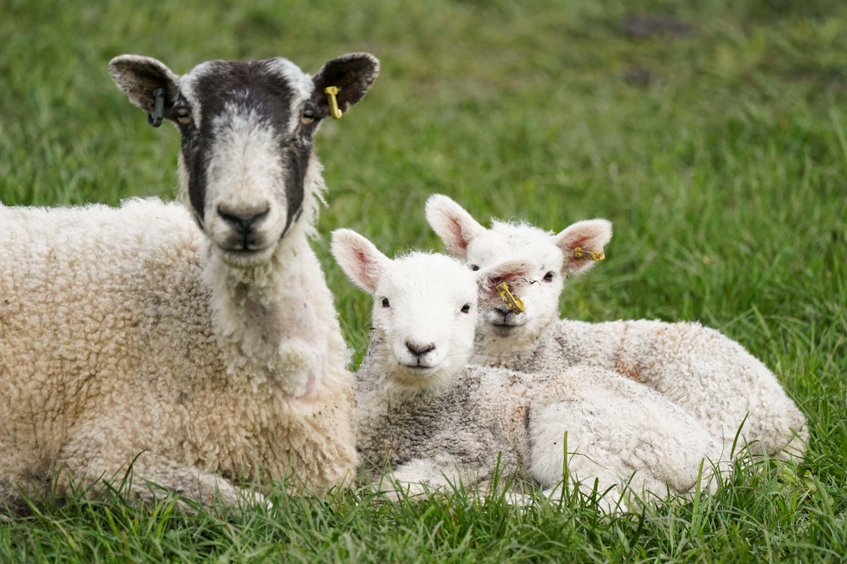 Parasite outbreak at petting farm as 16 visitors fall ill