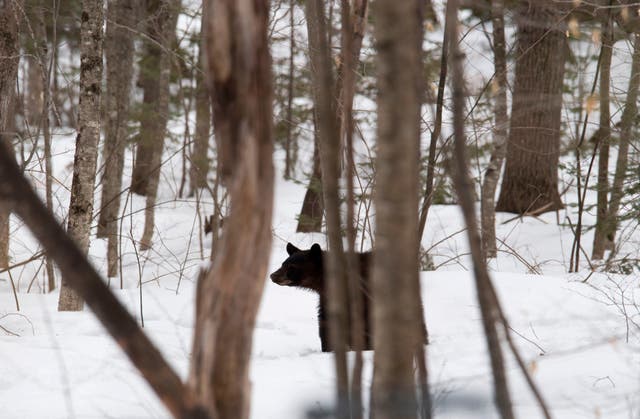 <p>Black bears are  found across parts of New England (stock image) </p>