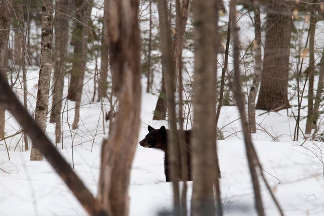 <p>Black bears are  found across parts of New England (stock image) </p>