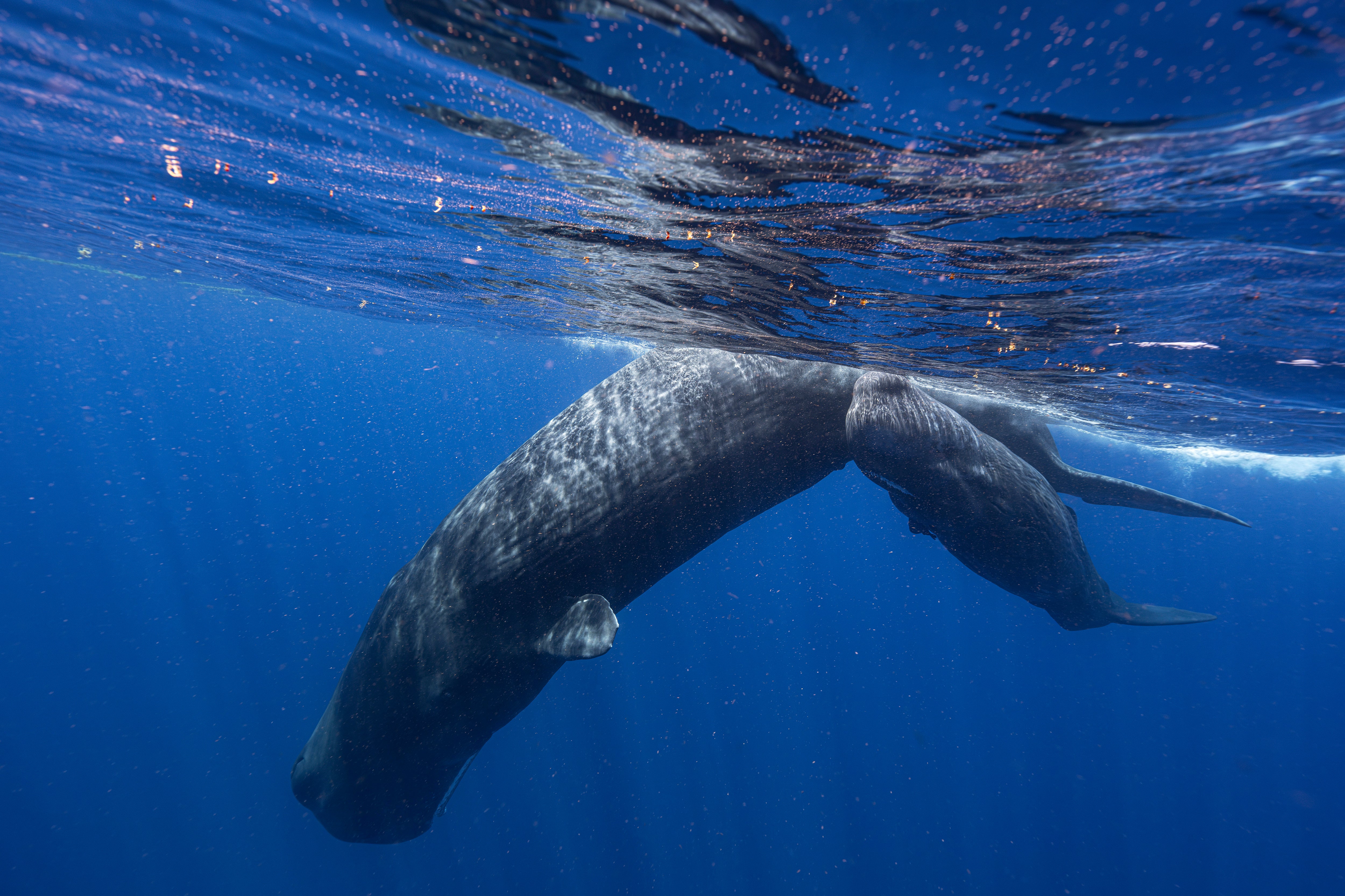 Sperm Whale-Language