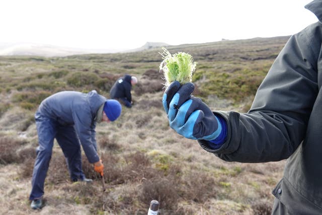 Sphagnum moss plugs are being planted to help restore peatland on Kinder Scout (National Trust/PA)