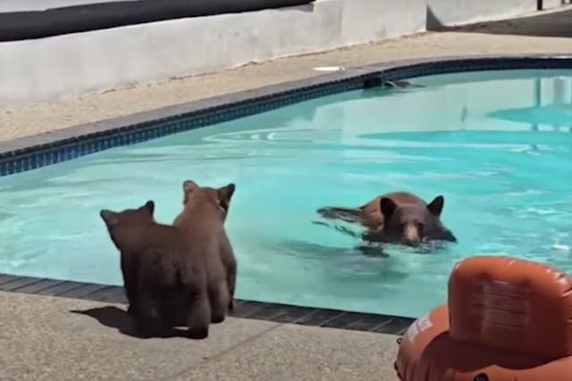 <p>Screengrab shows bear family visiting home in Los Angeles, California </p>