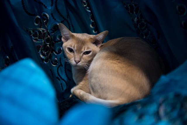 <p>A cat is seen in its cage during the Supreme Cat Show on October 28, 2017 in Birmingham, England</p>