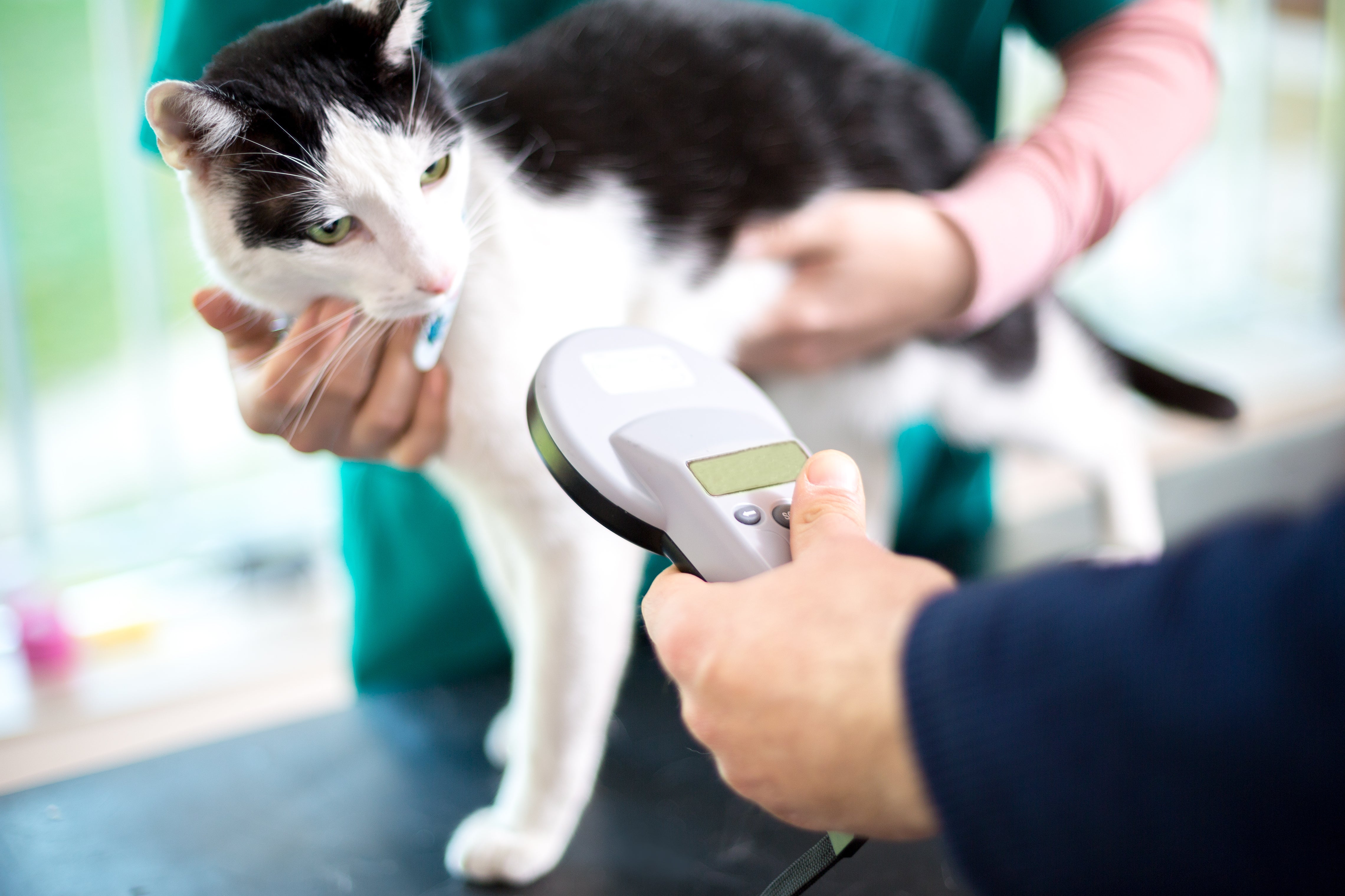 Nearly 2.3 million cats are unchipped in England