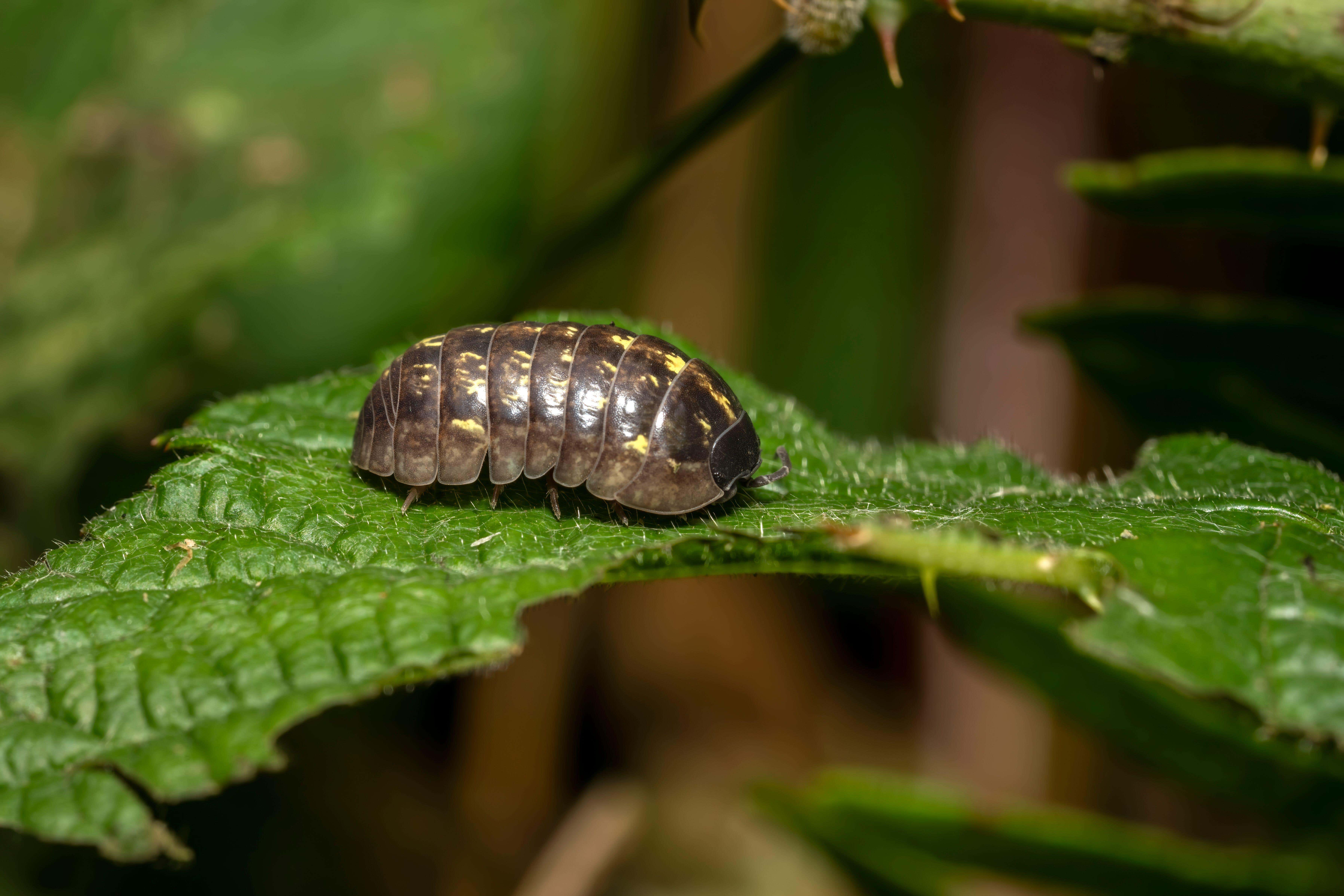 Researchers from Kobe University, Japan, found that woodlice and earwigs consumed significant amounts of seeds (Alamy/PA)