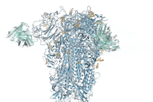 <p>A DeepMind model of a 3D molecular structure from a common cold virus (Google DeepMind)</p>