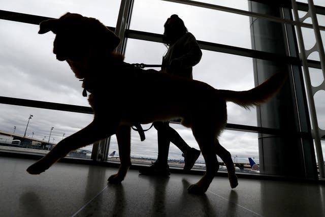 <p>Dogs coming into the US from other countries will be subject to new rules from August 1, 2024 (file photo) </p>