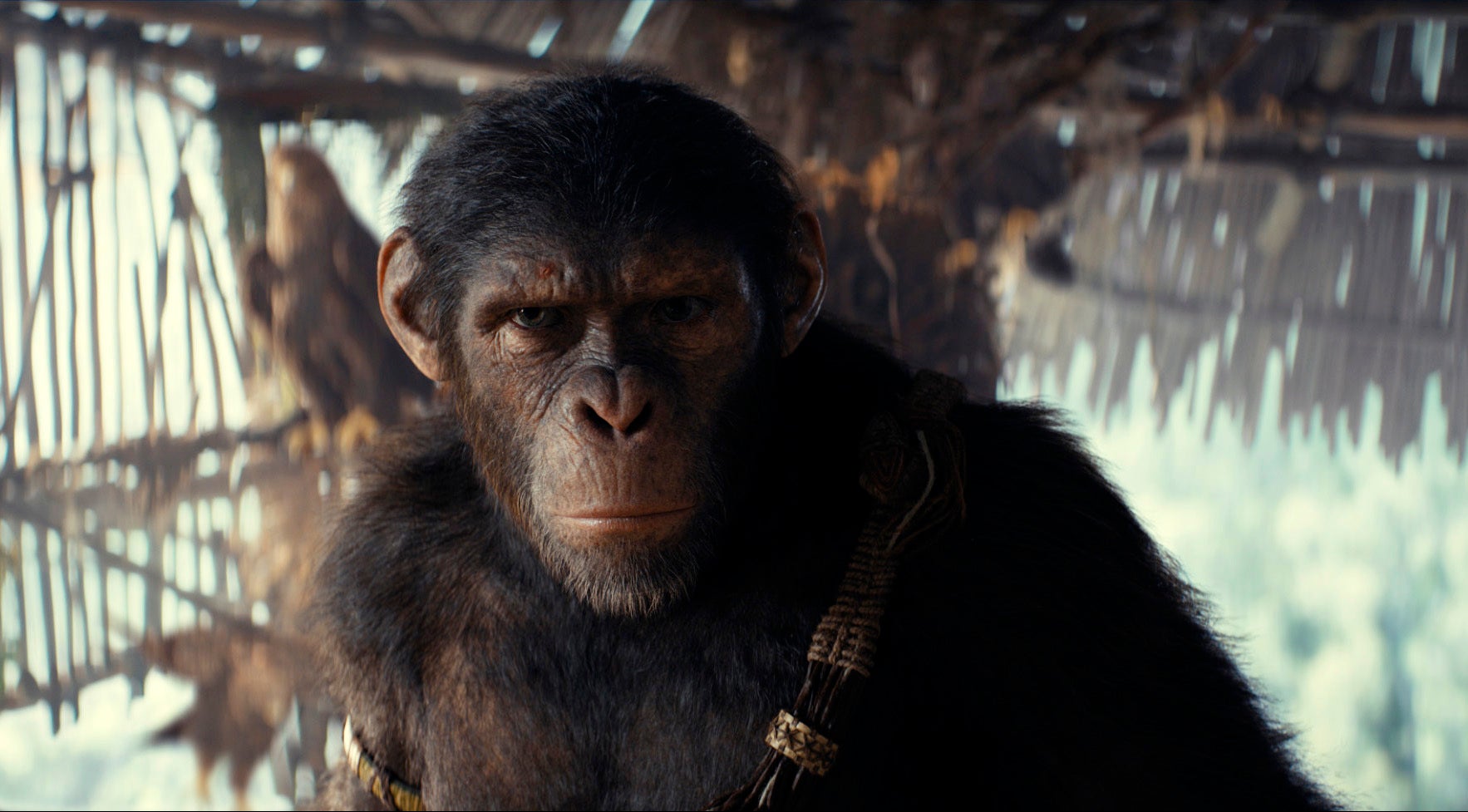 Film_Review_-_Kingdom_of_the_Planet_of_the_Apes_10966.jpg