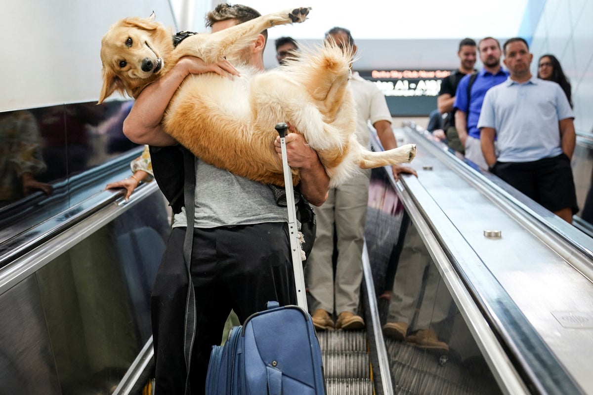 US unveils new rules for people who want to travel with their dogs ... - Dog Travel Allowances