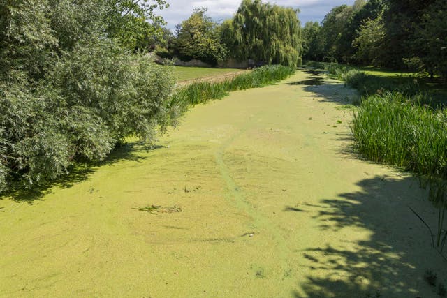 Only 16% of England’s water bodies are in a good ecological state (Alamy/PA)