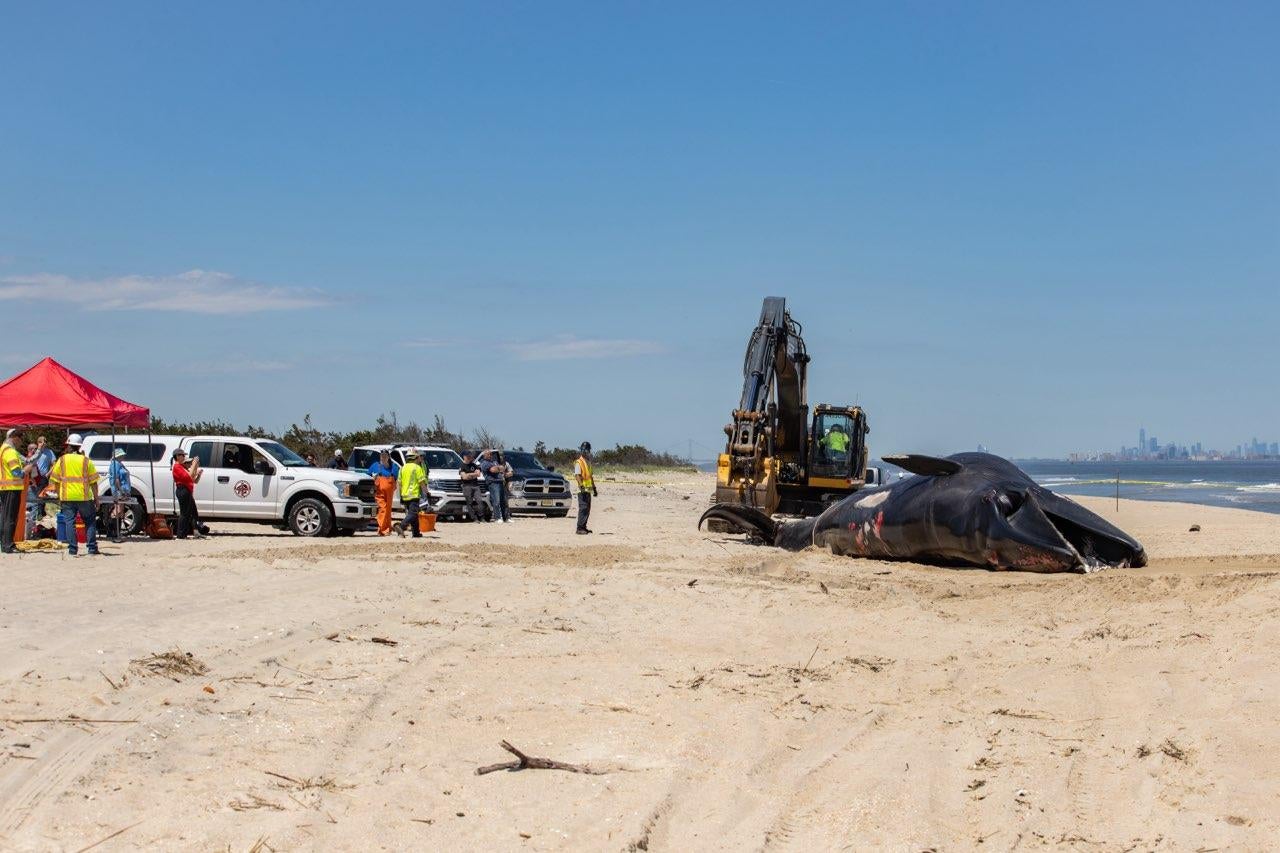 he whale has been identified as a 44-foot, mature female Sei whale