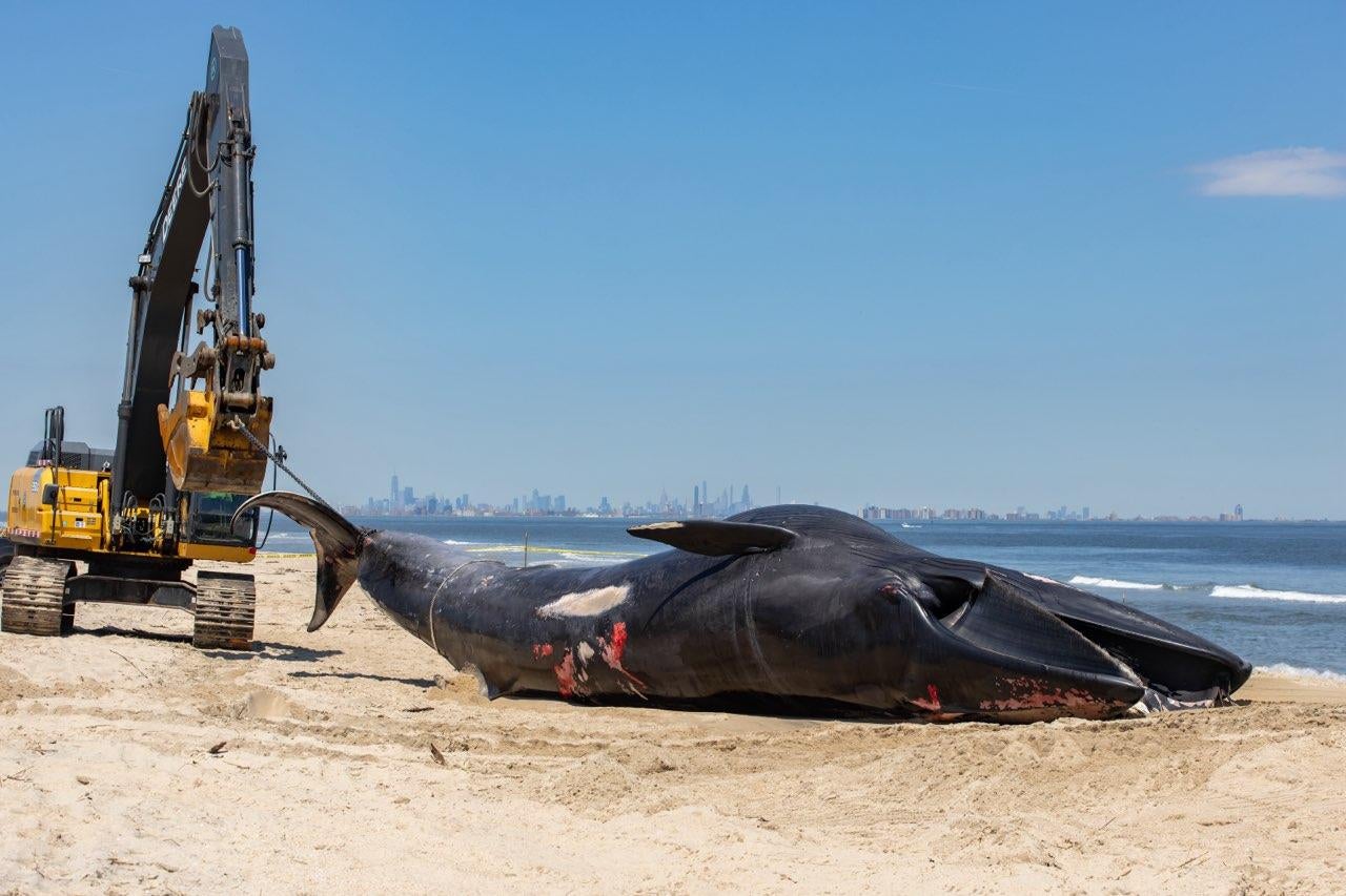 The sei whale’s corpse was carried into port on Saturday