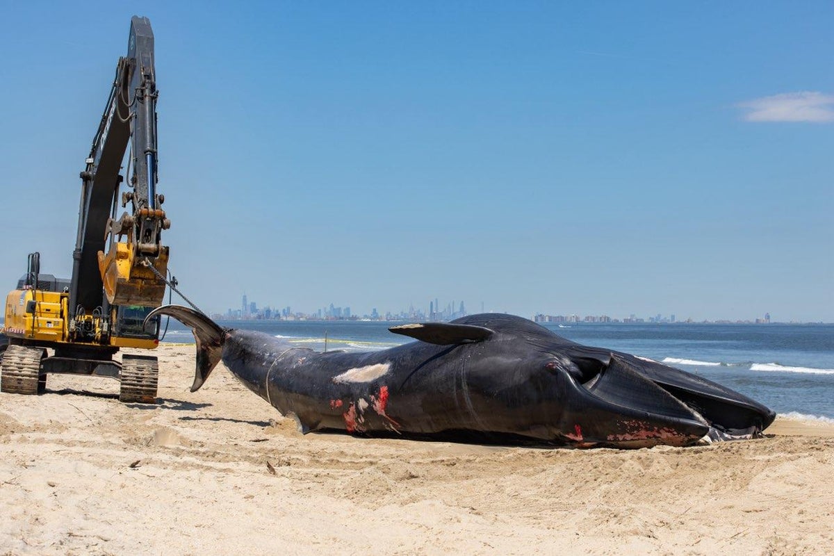 Mystery as cruise ship sails into New York with huge dead whale across its bow