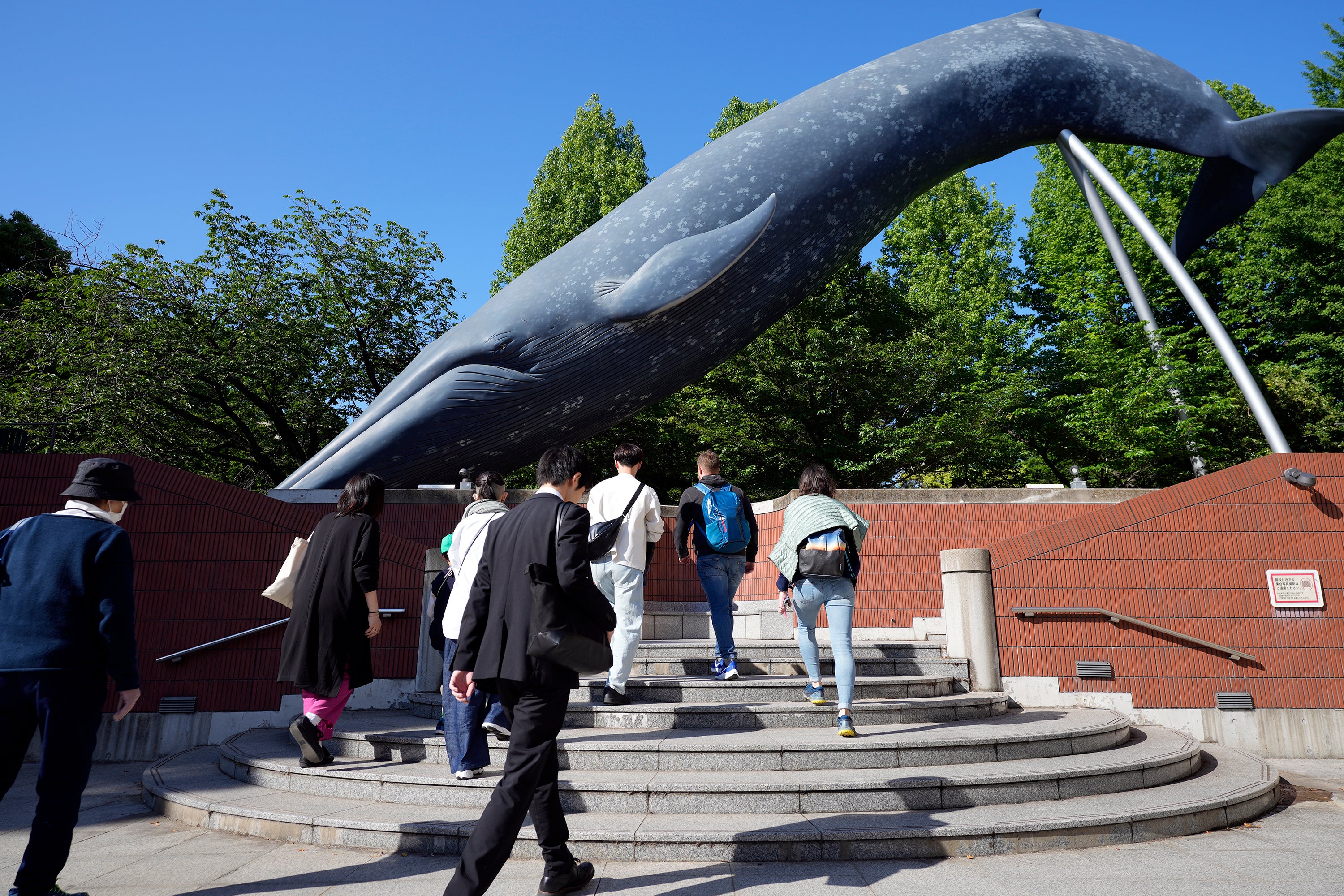 People walk nearby a life size model of a whale displayed at the National Science Museum, Thursday, May 9, 2024, in Tokyo