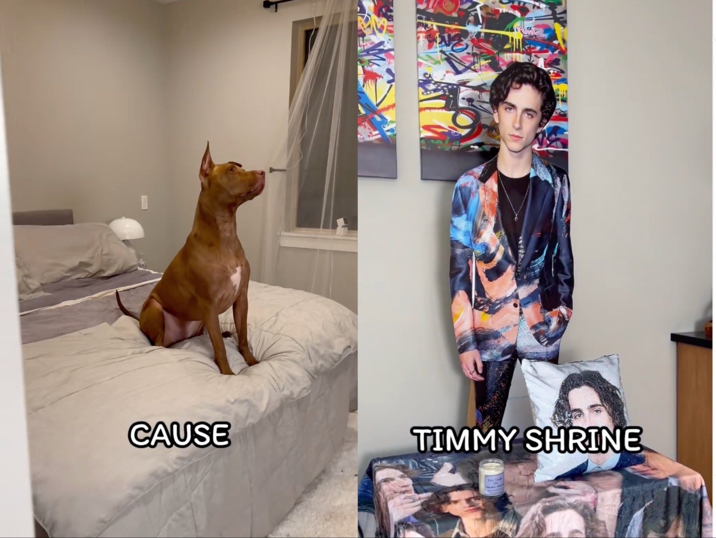 Dog ‘obsessed’ with Timothée Chalamet gifted a shrine to the actor