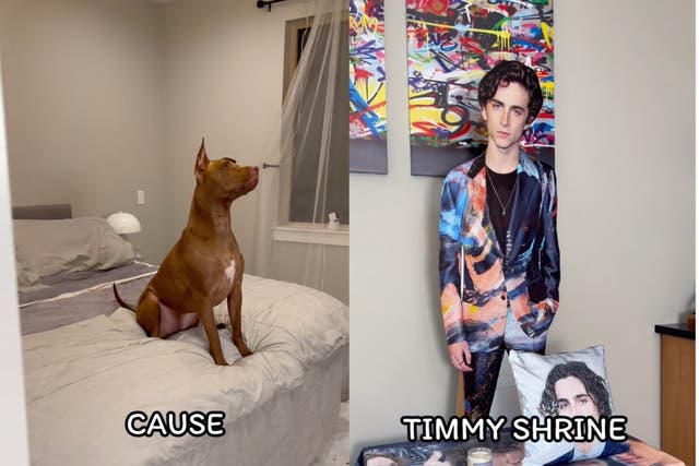 <p>Dog ‘obsessed’ with Timothée Chalamet gifted a shrine to the actor</p>